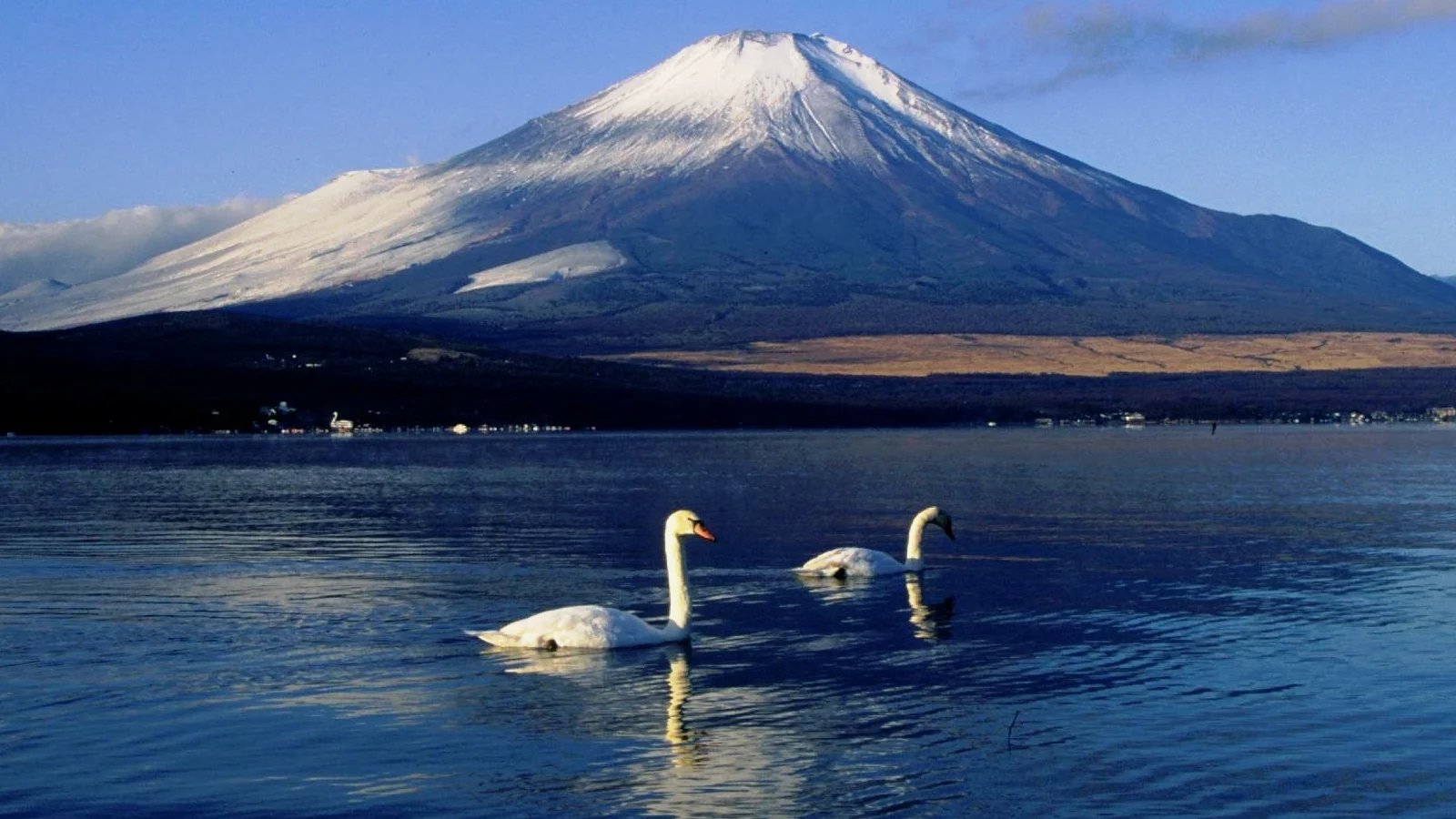 山中湖の白鳥と雪をいただく富士山