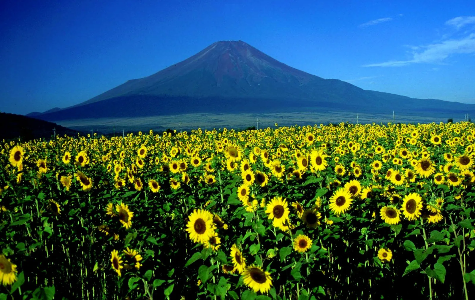 秋の山中湖と富士山