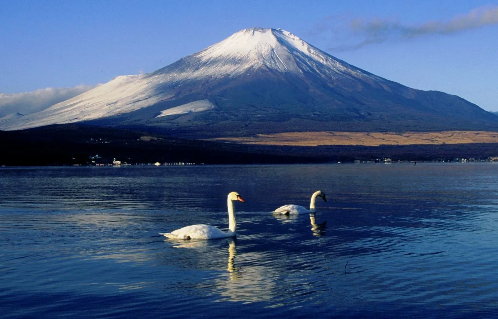 山中湖の白鳥と富士山
